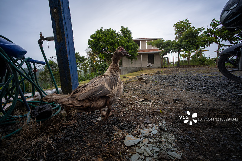 在工作和建筑工具附近行走的白色和棕色鸭子图片素材