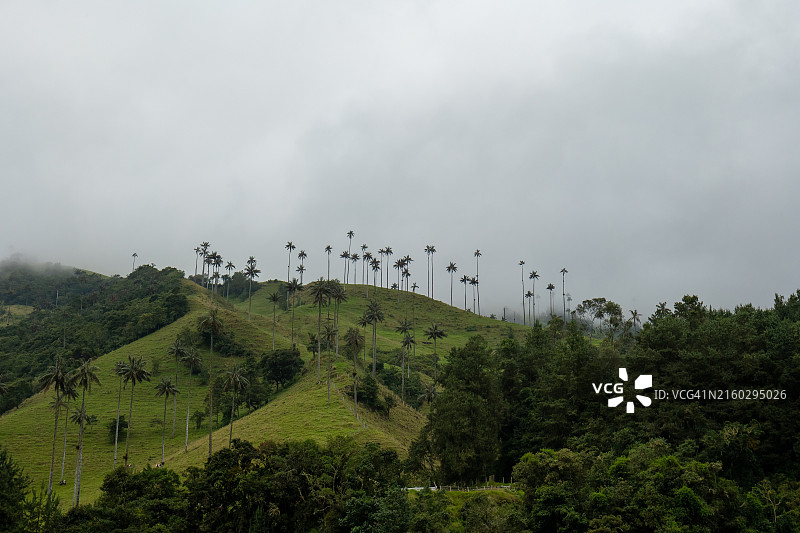 科科拉山谷的绿地景观与世界最高蜡棕榈（被联合国教科文组织认定为文化遗产）图片素材