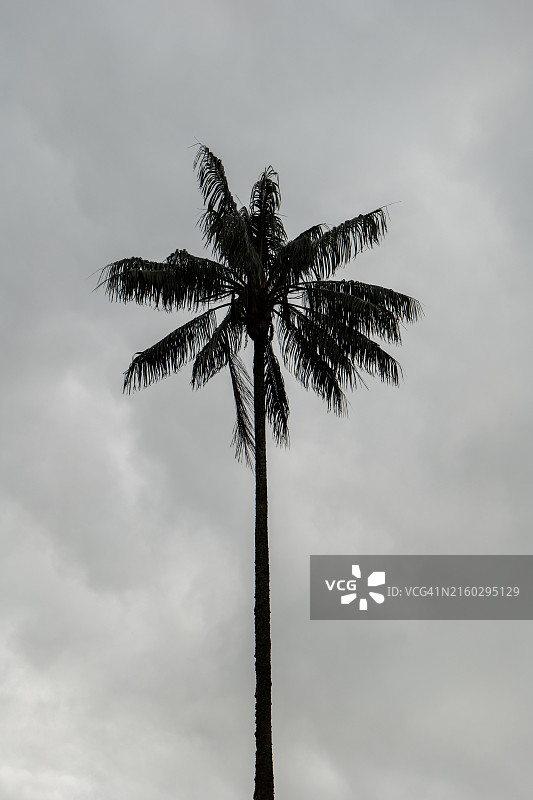 科科拉山谷的世界最高蜡棕榈树（Ceroxylon quindiuense），已被联合国教科文组织认定为文化遗产，位于哥伦比亚金迪奥省萨伦托图片素材