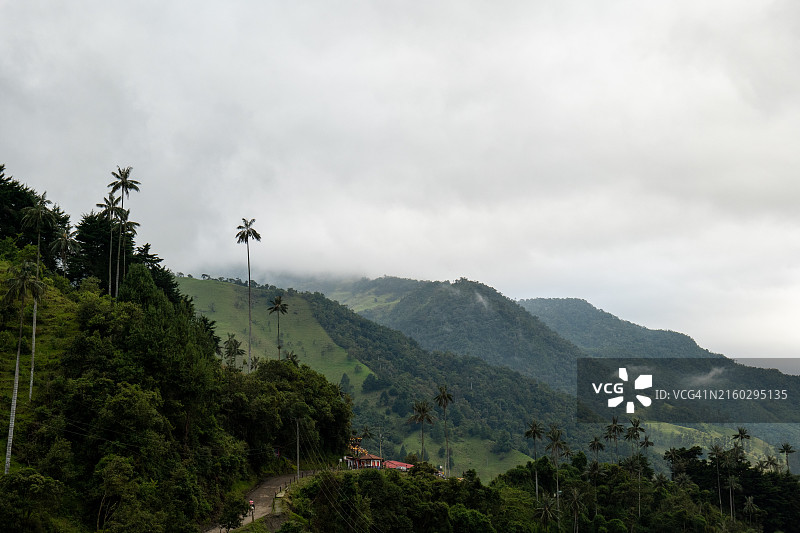 科科拉山谷的世界最高蜡棕榈树（Ceroxylon quindiuense），已被联合国教科文组织认定为文化遗产，位于哥伦比亚金迪奥省萨伦托图片素材