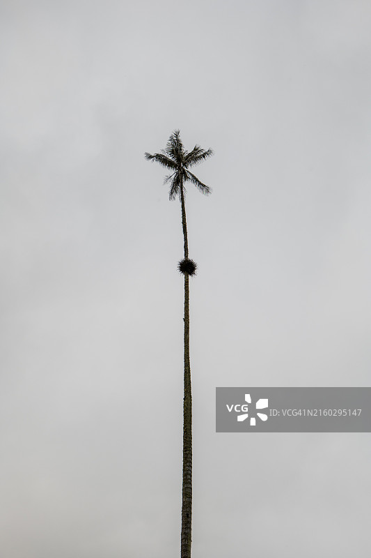 科科拉山谷的世界最高蜡棕榈树（Ceroxylon quindiuense），已被联合国教科文组织认定为文化遗产，位于哥伦比亚金迪奥省萨伦托图片素材