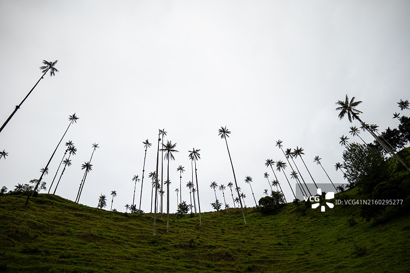 科科拉山谷的世界最高蜡棕榈树（Ceroxylon quindiuense），已被联合国教科文组织认定为文化遗产，位于哥伦比亚金迪奥省萨伦托图片素材