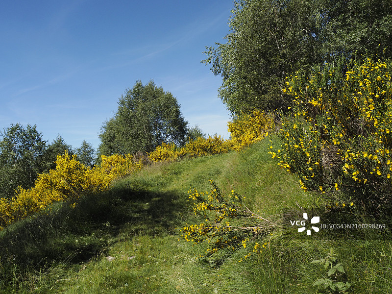 在蒙特斯帕拉韦拉开花的苏格兰金雀花（Cytisus scoparius），联合国教科文组织提契诺-瓦尔格兰德-韦尔巴诺生物圈保护区和大瓦兰德国家公园图片素材