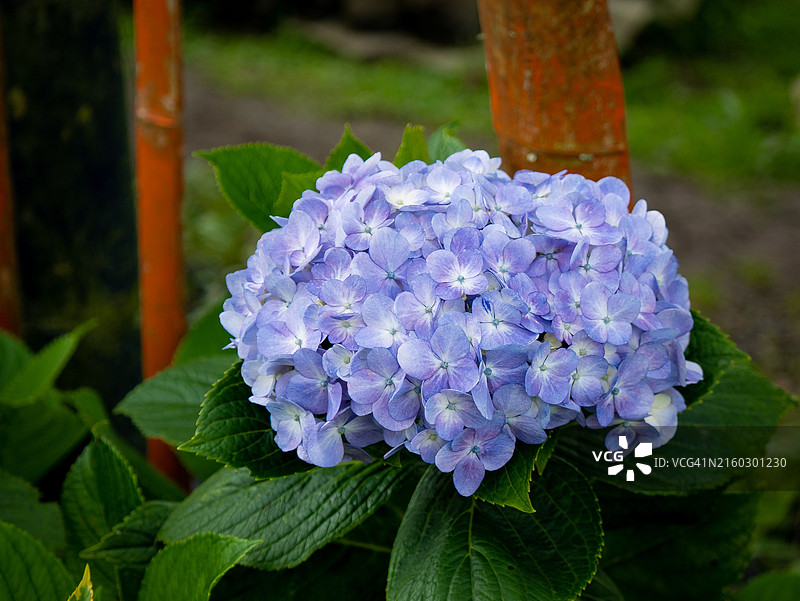 花园里的紫色绣球花图片素材