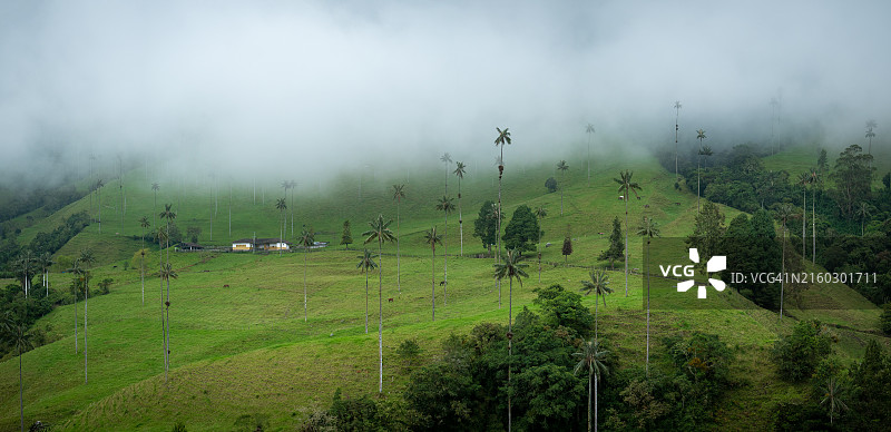 科科拉山谷的世界最高蜡棕榈树（Ceroxylon quindiuense），已被联合国教科文组织认定为文化遗产，位于哥伦比亚金迪奥省萨伦托图片素材