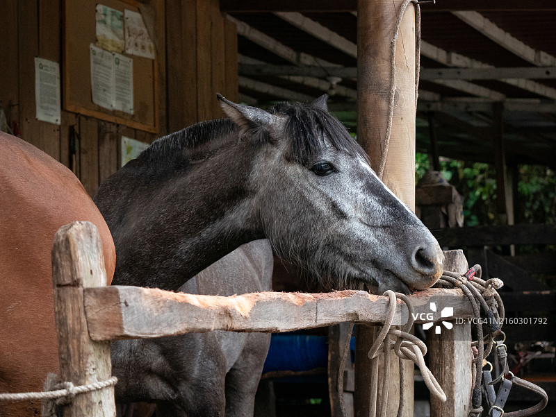 被木栅栏锁住的灰色马，在科科拉山谷用于骑行图片素材