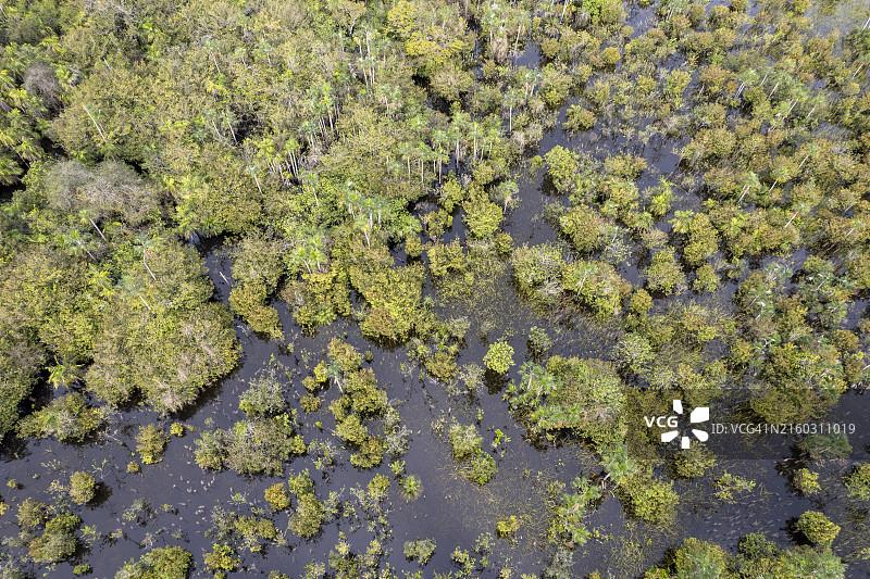 阿尔特杜尚海滩附近的洪水森林区—巴西图片素材