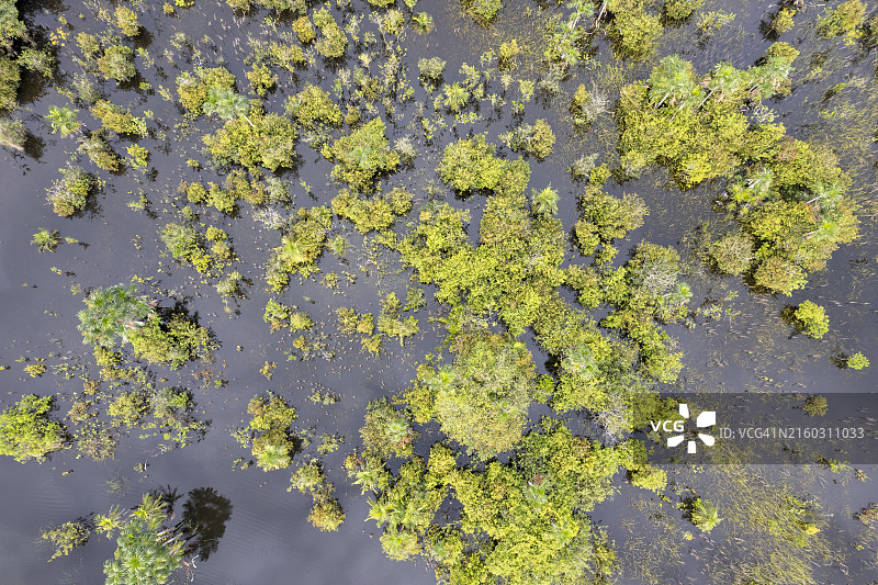 阿尔特杜尚海滩附近的洪水森林区—巴西图片素材