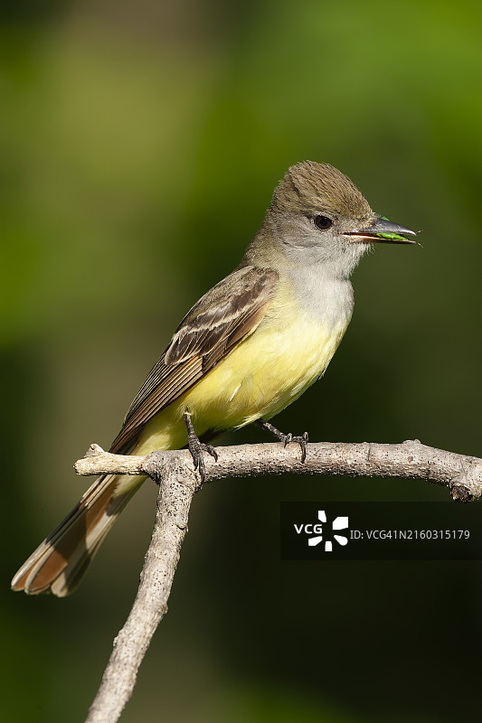 小 crested 蝇catcher图片素材