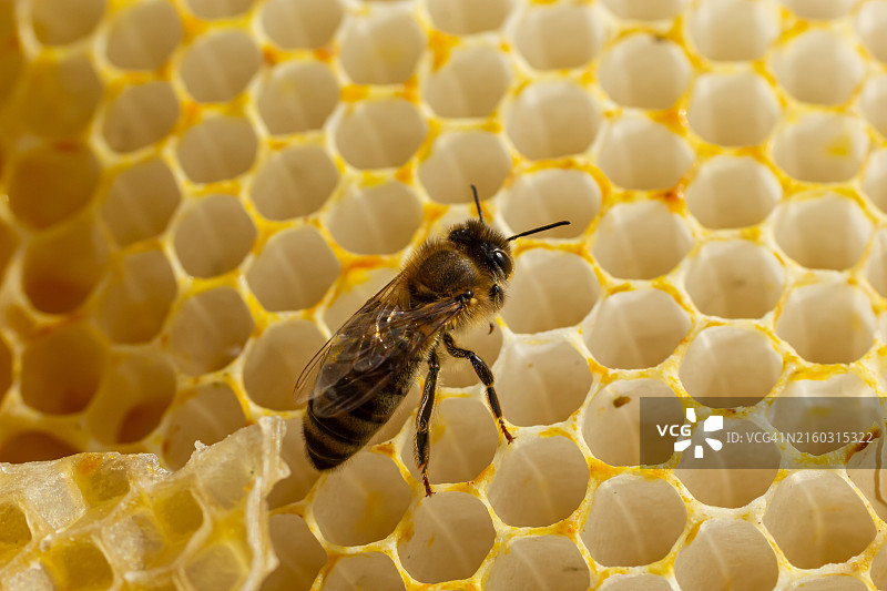 蜜蜂在蜂巢上的特写图片素材