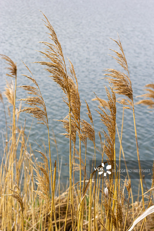 湖边的植物特写图片素材