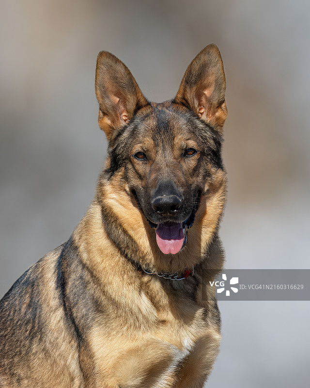 纯种狗的特写图片素材