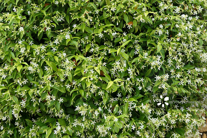 法国多尔多涅植物的完整画面图片素材