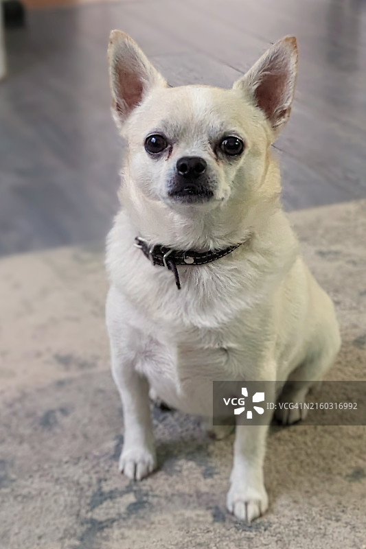 吉娃娃犬特写图片素材