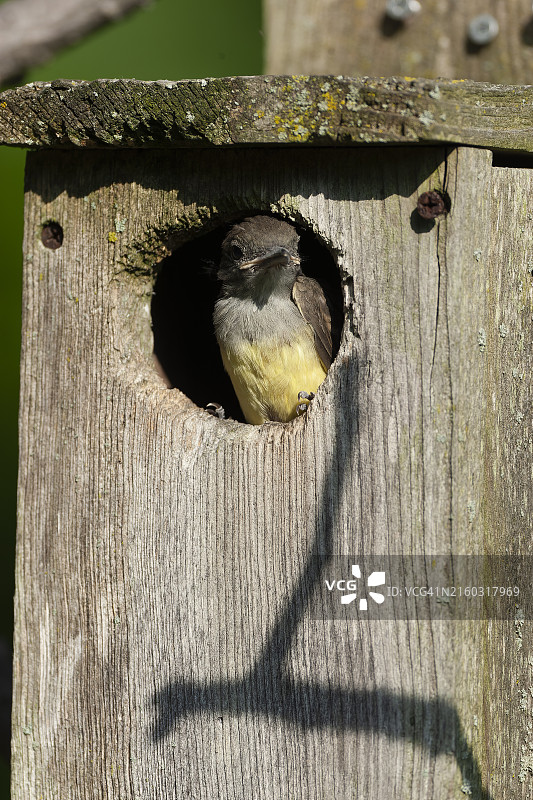 小 crested 蝇catcher图片素材