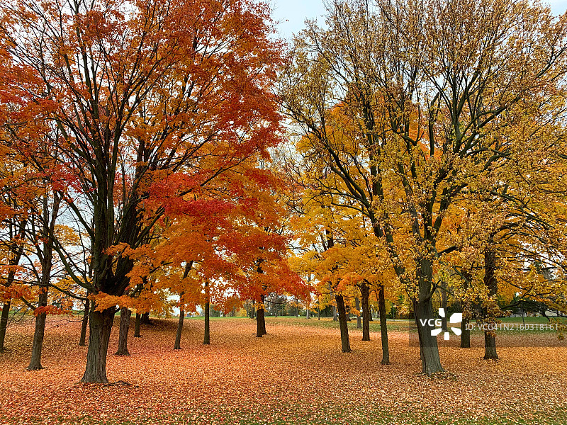 秋天公园里的树图片素材