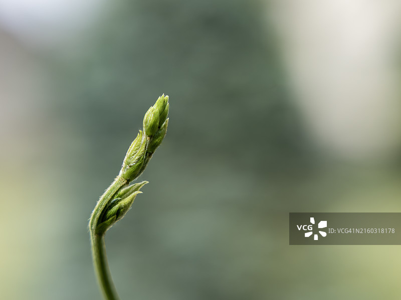 植物的特写，都柏林，俄亥俄州，美国图片素材