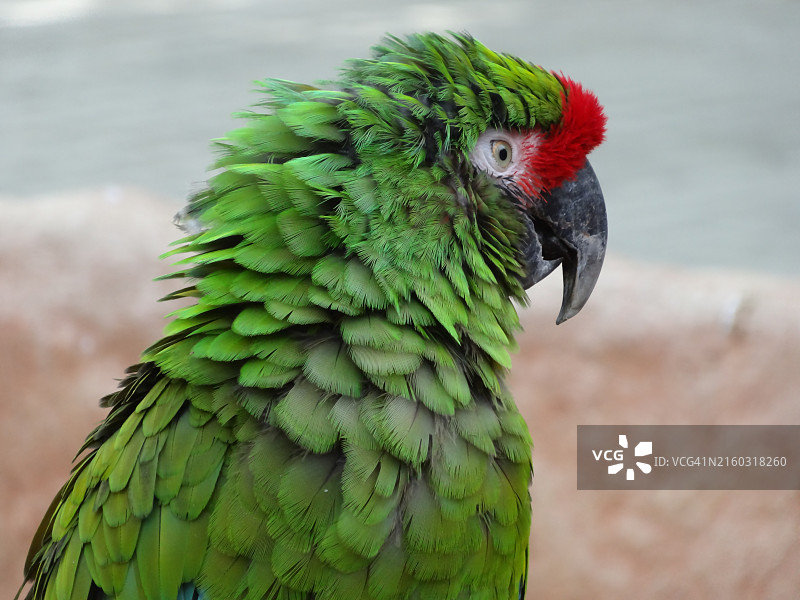 鹦鹉特写图片素材