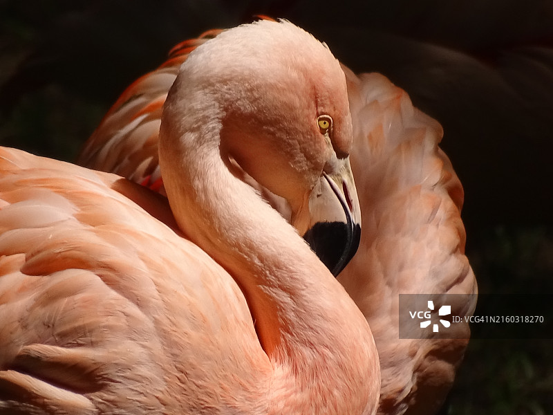 大火烈鸟特写图片素材
