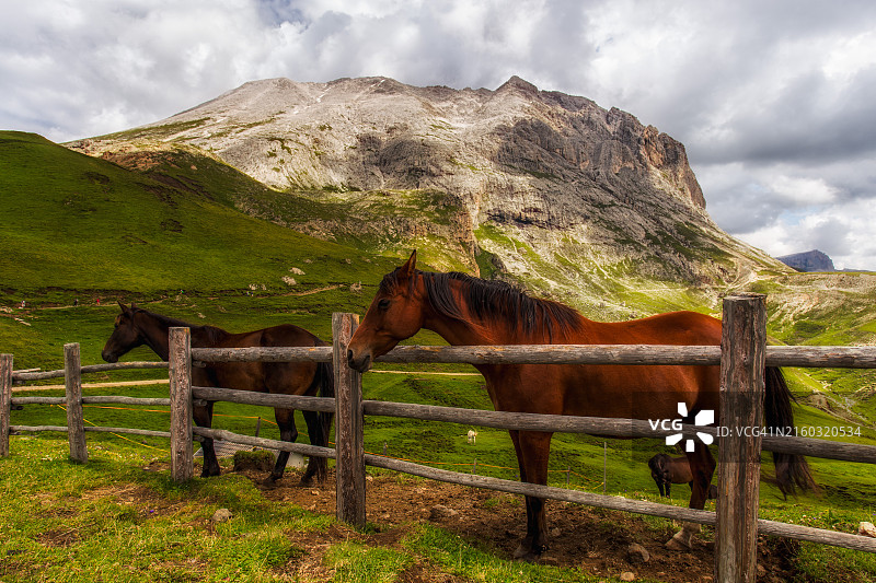 田野里的马图片素材