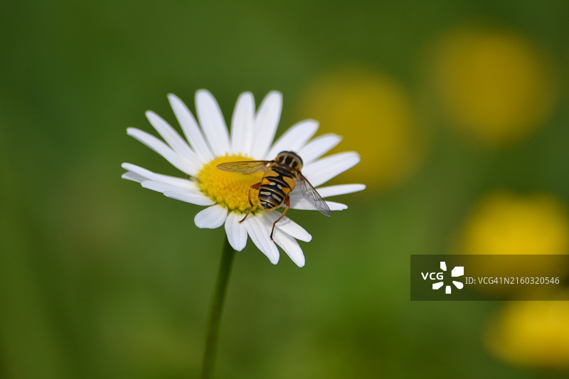 斯洛文尼亚克拉尼蜜蜂在花朵上的特写图片素材
