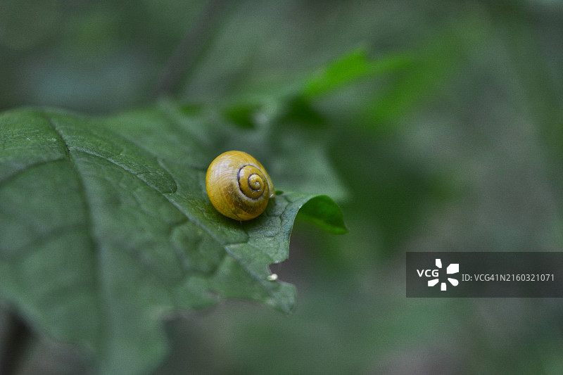 蜗牛特写图片素材