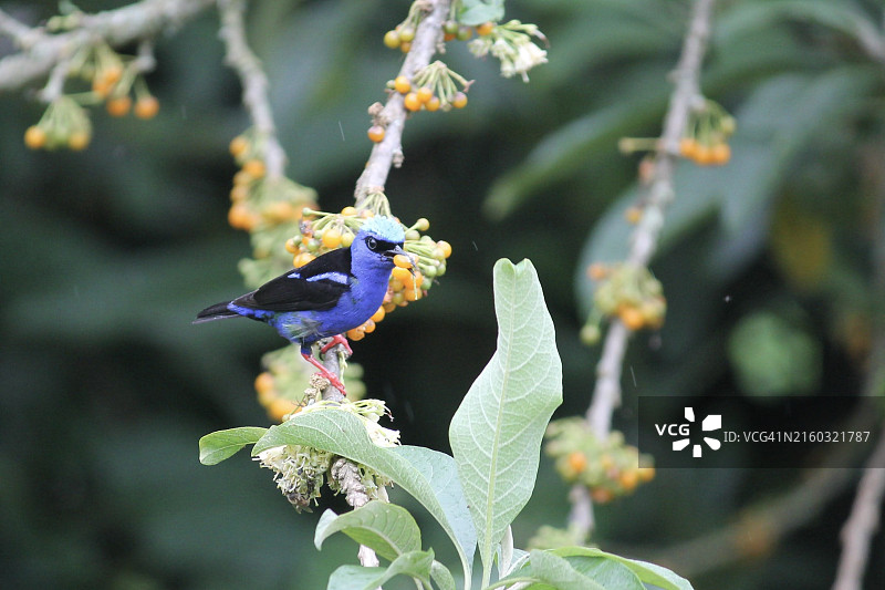 栖息在植物上的彩旗鸣雀特写图片素材