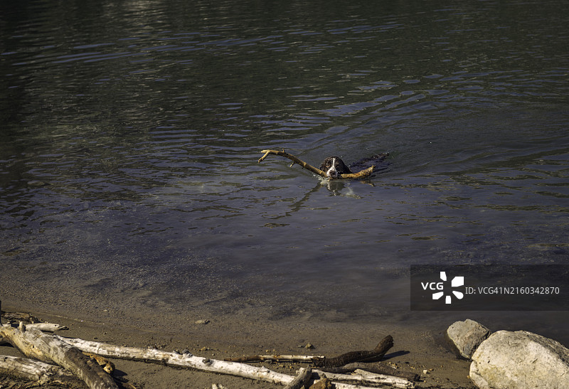 小狗从湖中叼起树枝图片素材
