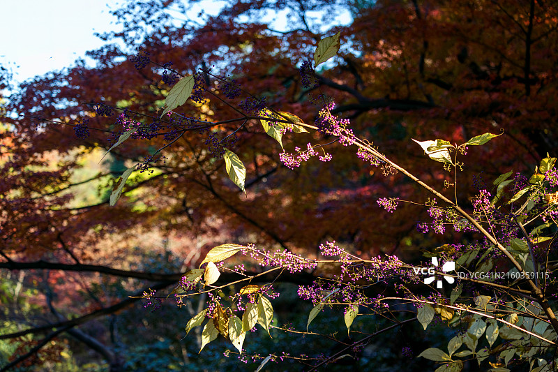 美丽的紫色浆果，日本紫珠图片素材