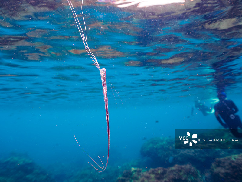 罕见的深海鱼：皇带鱼图片素材