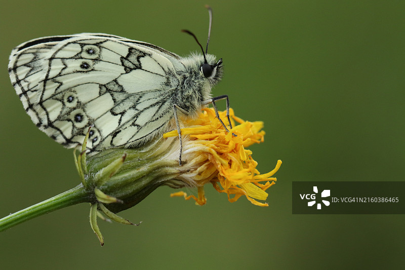 一只大理石白蝴蝶停留在草地野花上图片素材