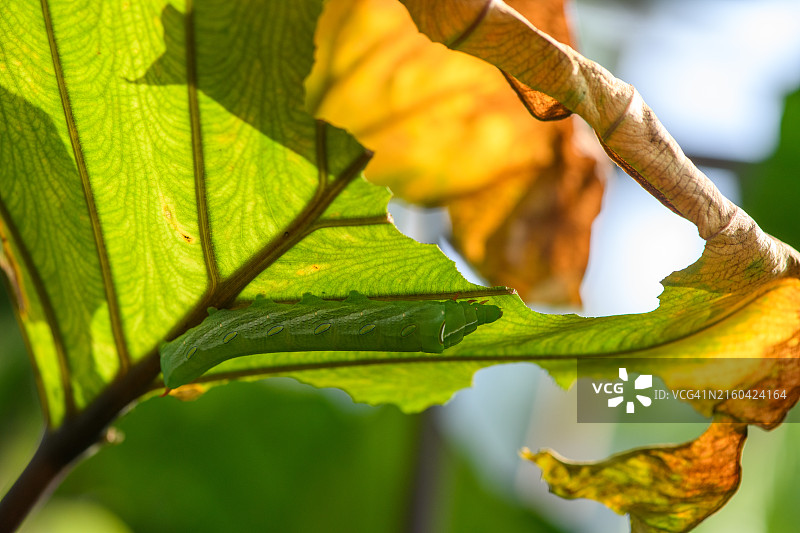 毛毛虫在树叶上的特写图片素材