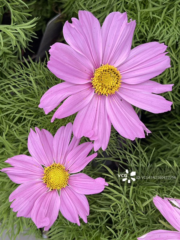 盛开的粉色花园波斯菊（Cosmos Bilnnatus）植物特写图片素材