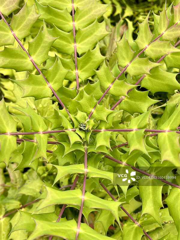 近距离拍摄阔叶十大功劳叶图片素材