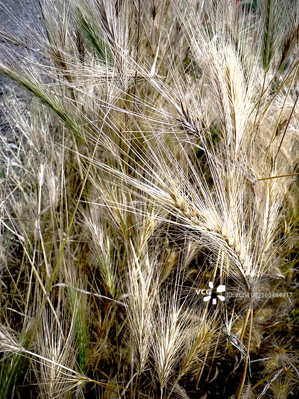 待收割的干燥麦穗细节图片素材