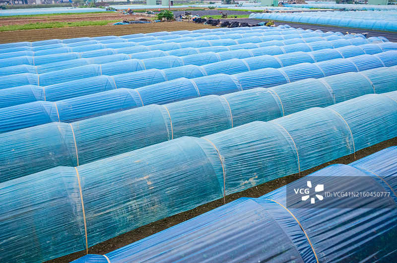 蔬菜种植温室，广东江门黄昏时的聚乙烯塑料温室图片素材