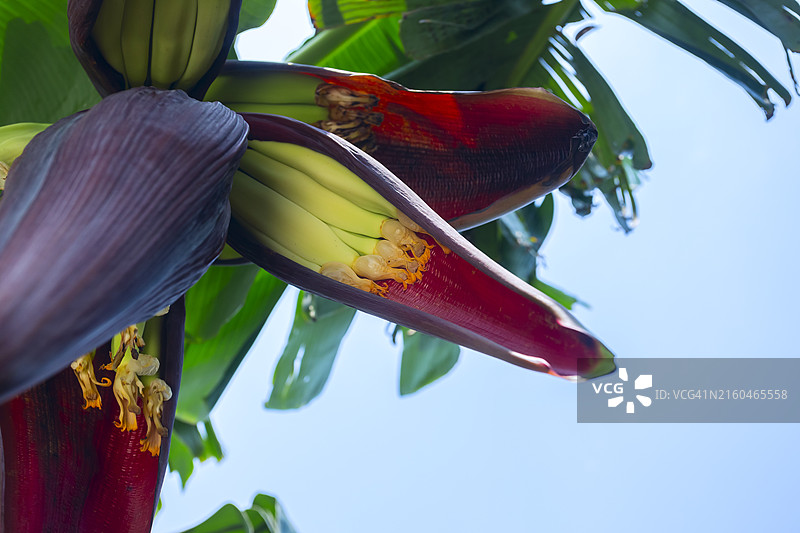 香蕉豆荚开花图片素材