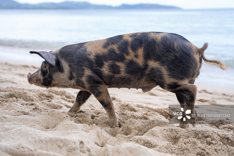在沙滩上漫步的雌性斑点猪图片素材