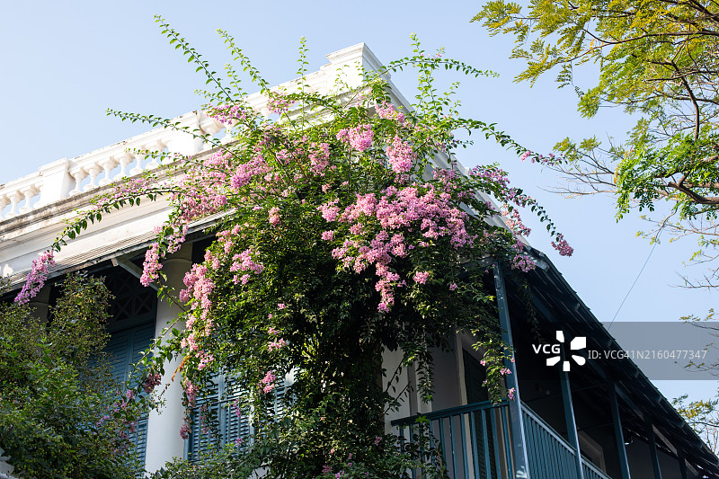 本地治里鲜花与建筑图片素材