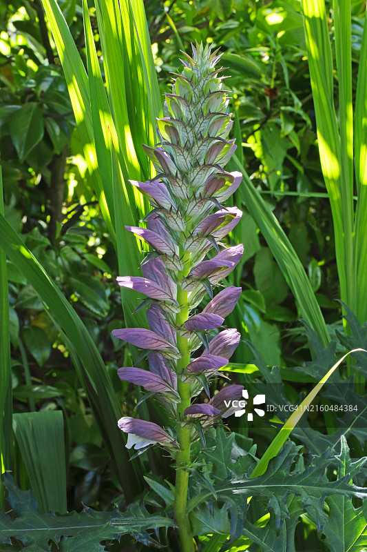 紫花老鼠簕，老鼠簕，家庭花园图片素材