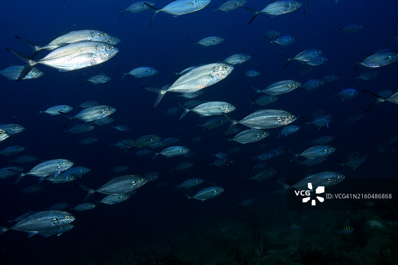 蓝 Runner鱼图片素材