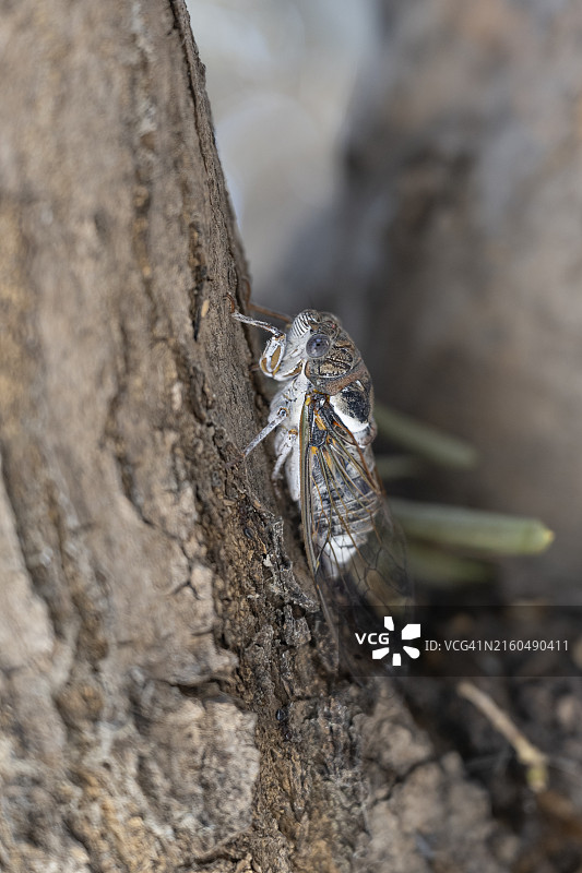 希腊橄榄树上的蝉图片素材