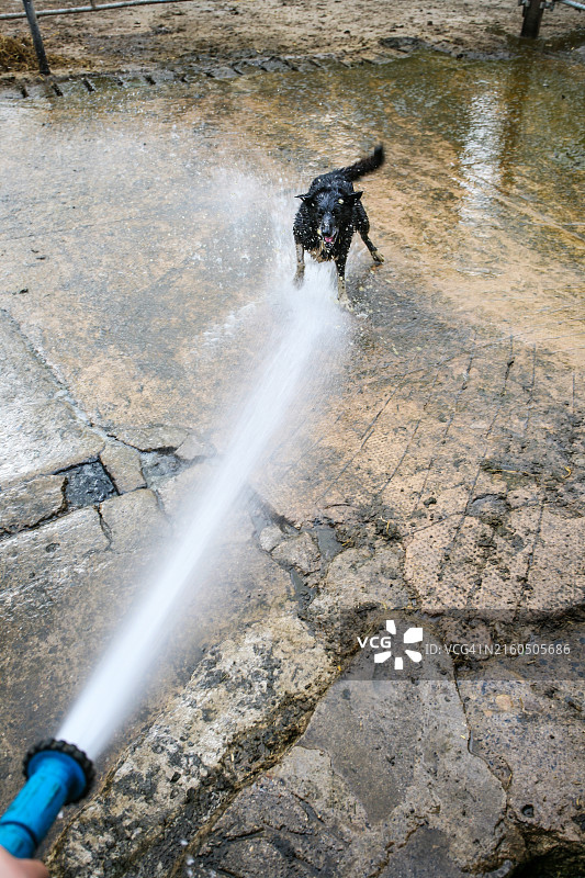 农场狗攻击软管喷出的水柱图片素材