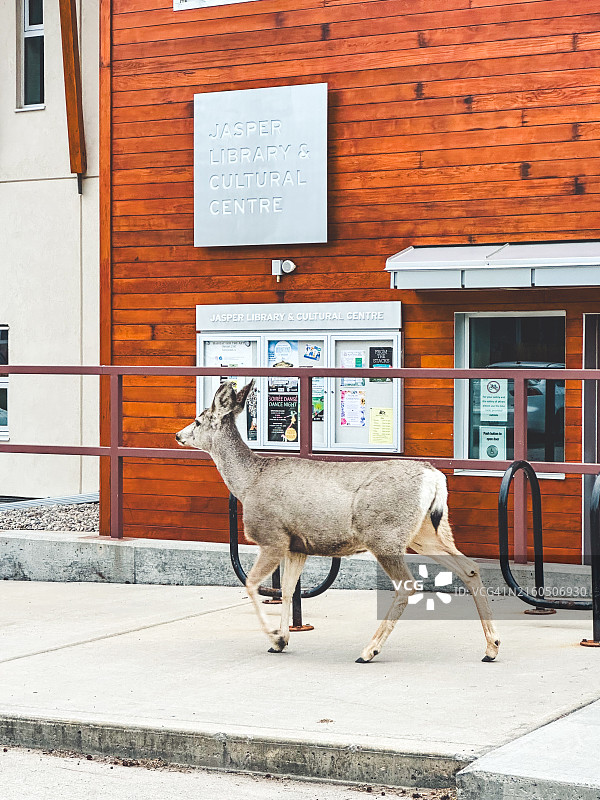 在贾斯珀街上行走的鹿图片素材