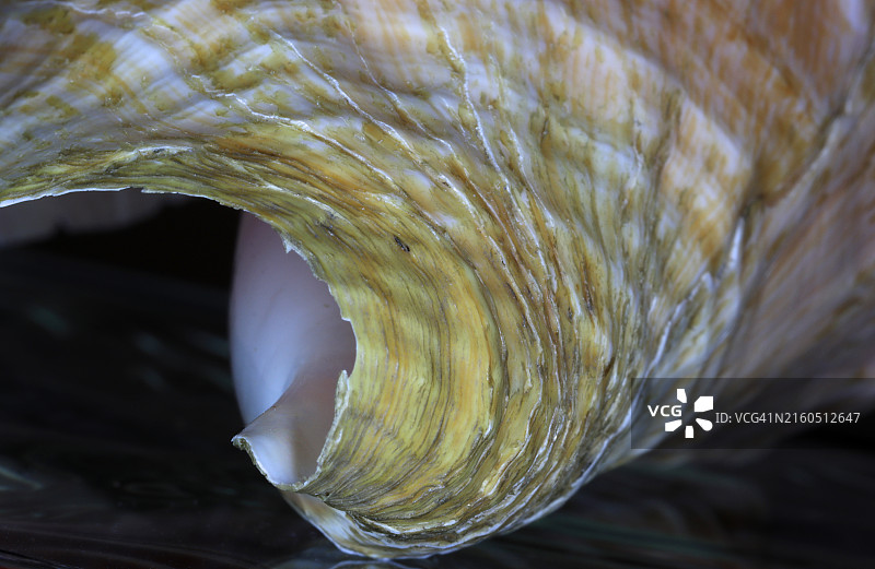 显示钙化或生长的海螺末端图片素材