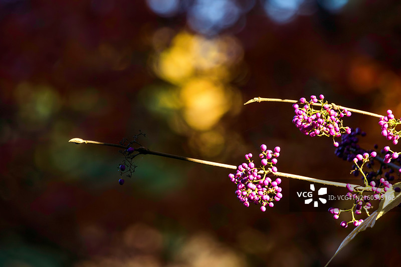 美丽的紫色浆果，日本紫珠图片素材