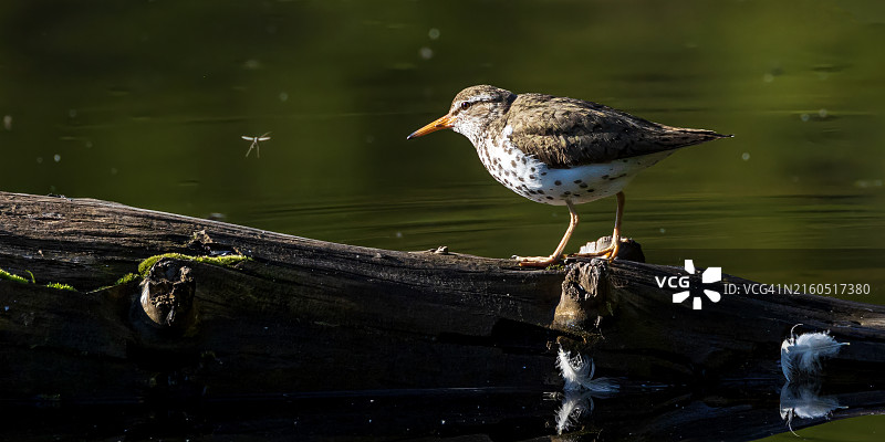 斑点鹬图片素材