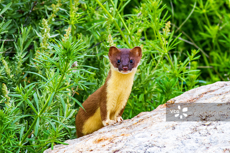 黄鼠狼肖像图片素材