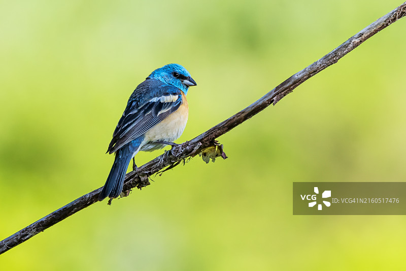 栖息的彩旗图片素材