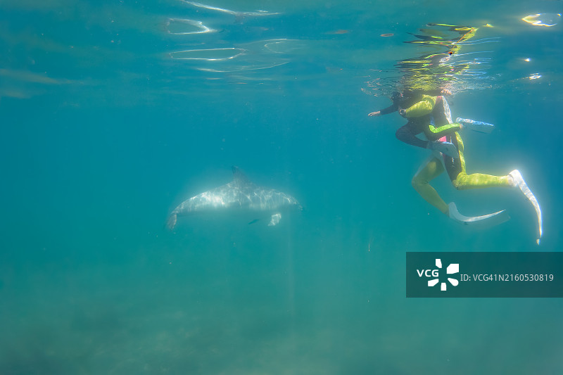 一群可爱的印度洋宽吻海豚(Tursiops aduncus)在我们的海豚游泳中迎接我们。最小的白海豚是今年出生的小海豚。跟在她后面的是她的妈妈。图片素材